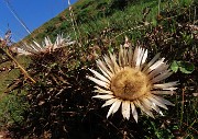 38 Carlina acaulis (Carlina bianca)